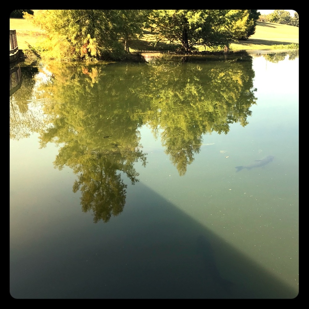 Meet your Posher, Lia